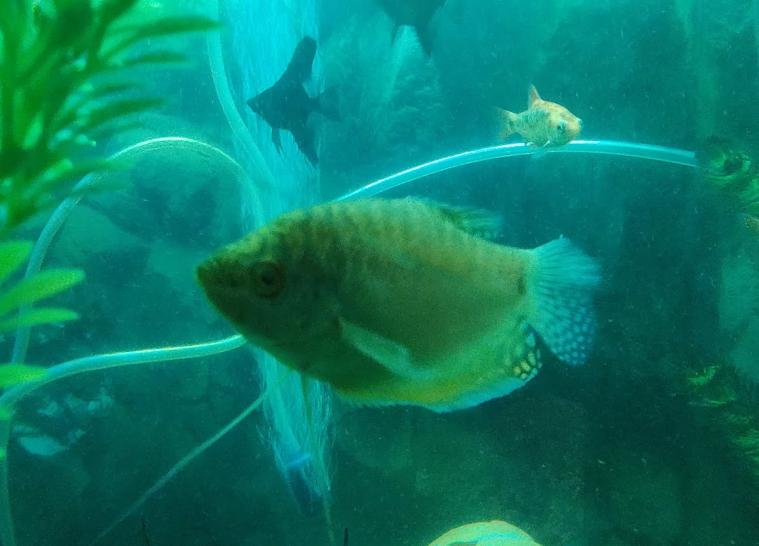 Yellow Gourami