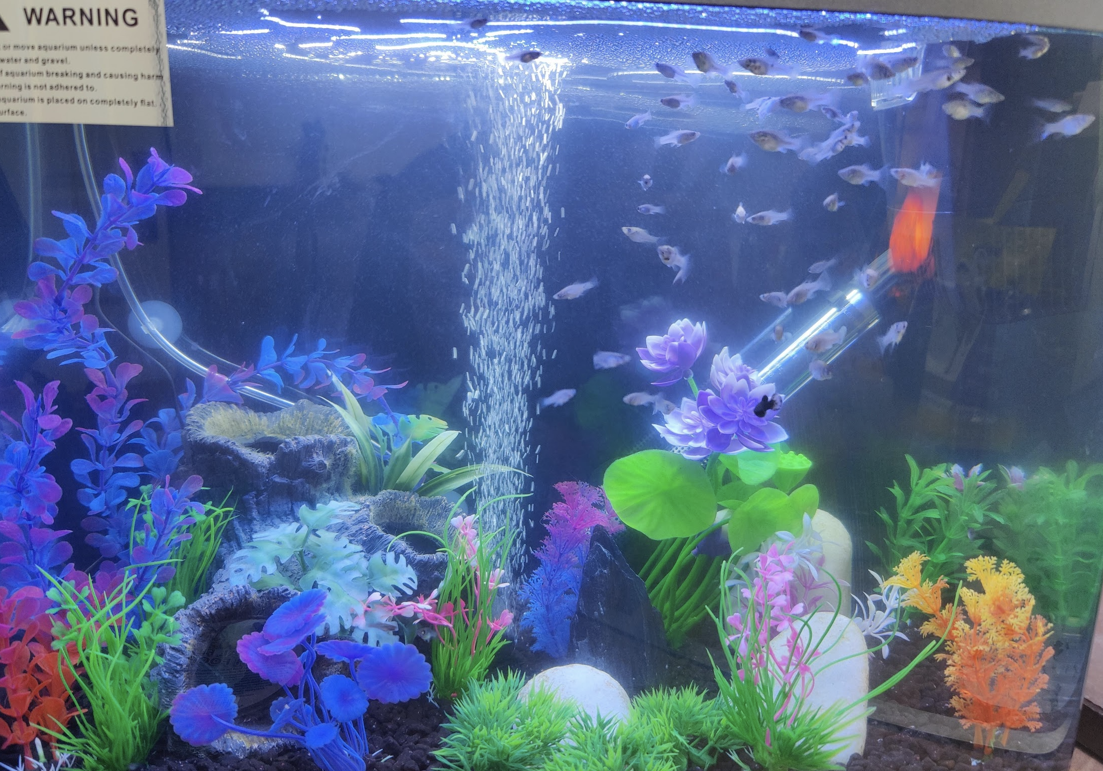 photo of a 45l fish tank that's used for Plattys