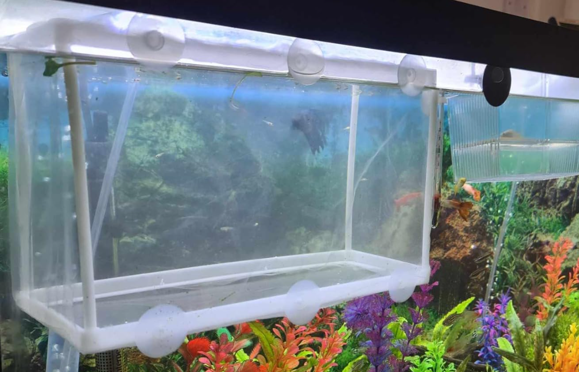 Understanding Fish Reproduction: Causes and Considerations for Unexpected Offspring