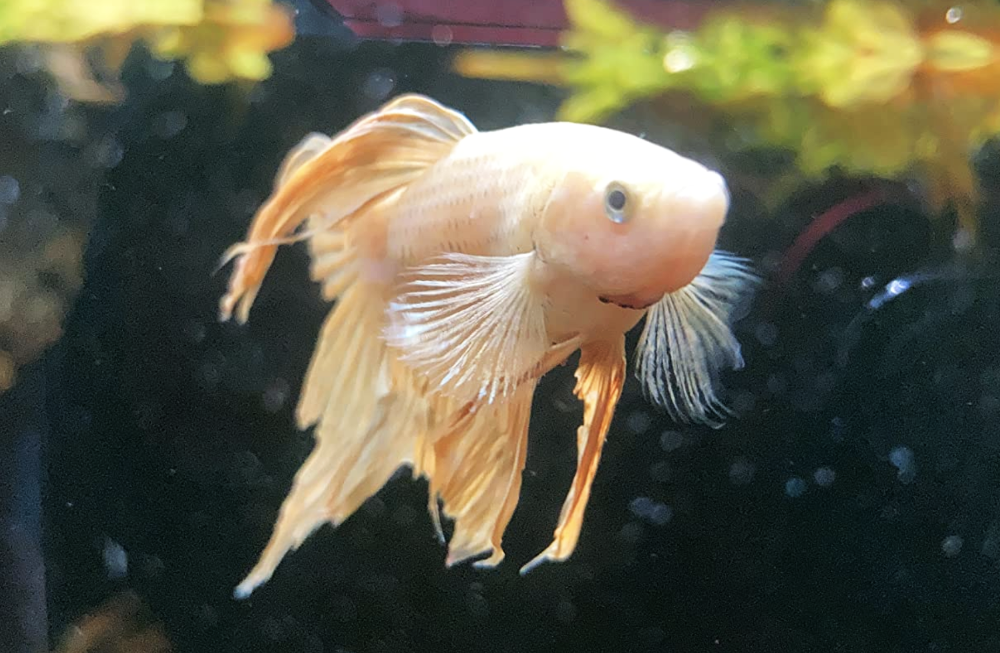 Photo of an aquarium goldfish with fin rot