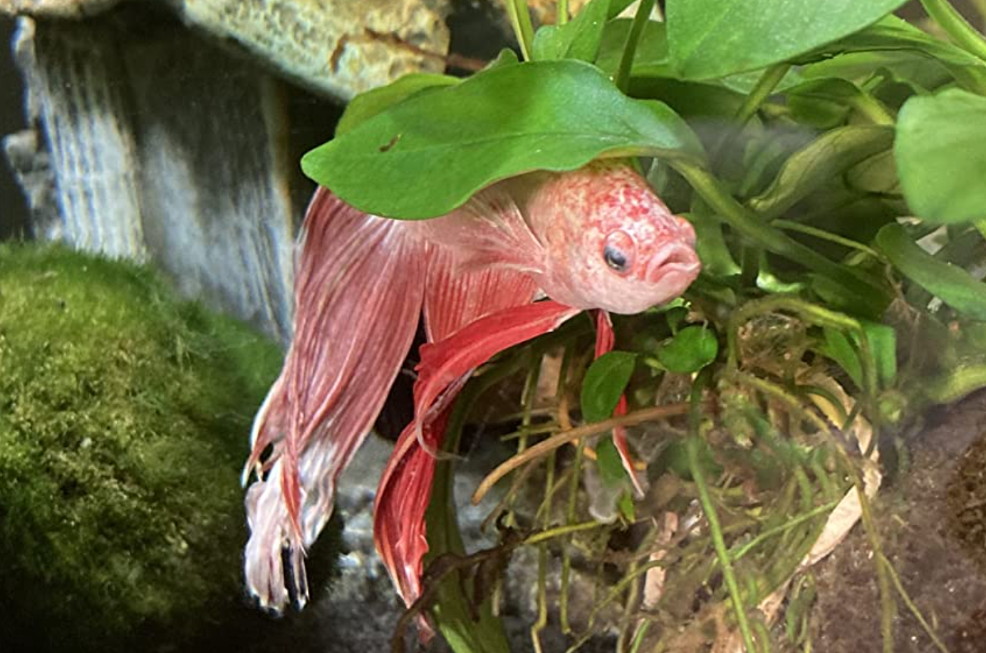 Red betta fish with fin rot