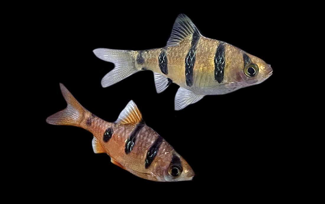 pair of golden barbs aquarium fish