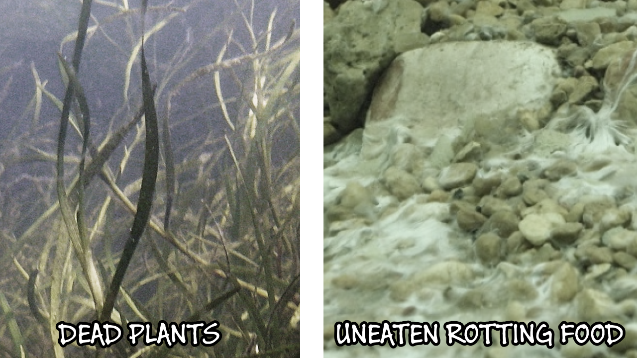 image of decaying plants and uneaten food