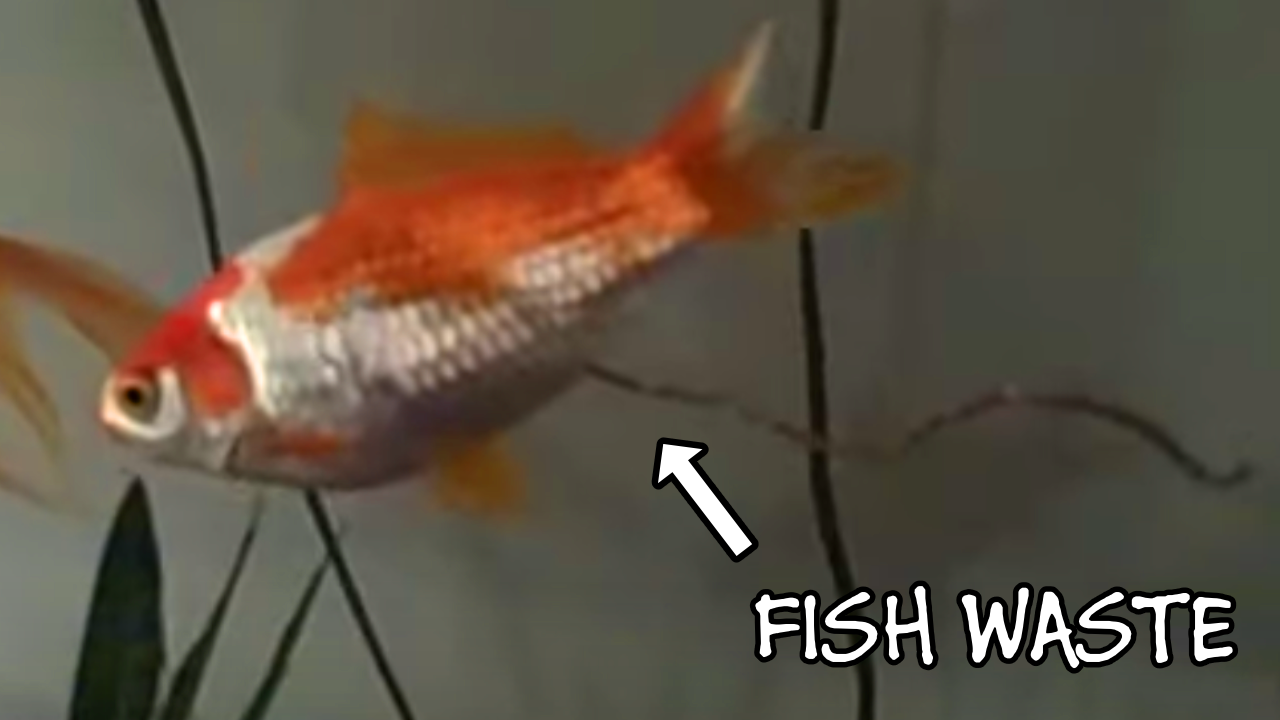 image of a fish producing waste