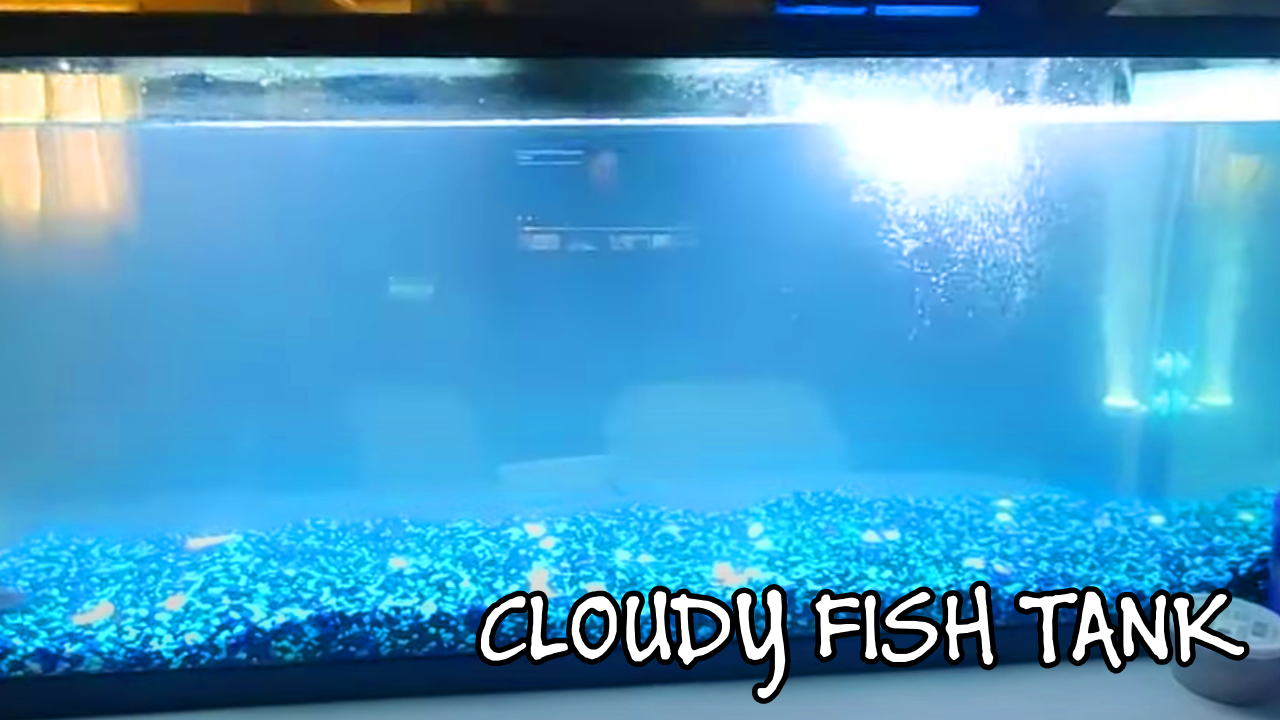 image of a cloudy fish tank