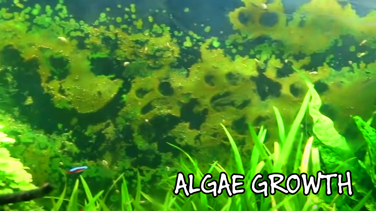 image of an algae-covered tank