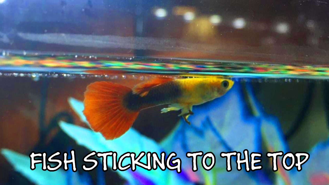 image of fish near the surface of a fish tank