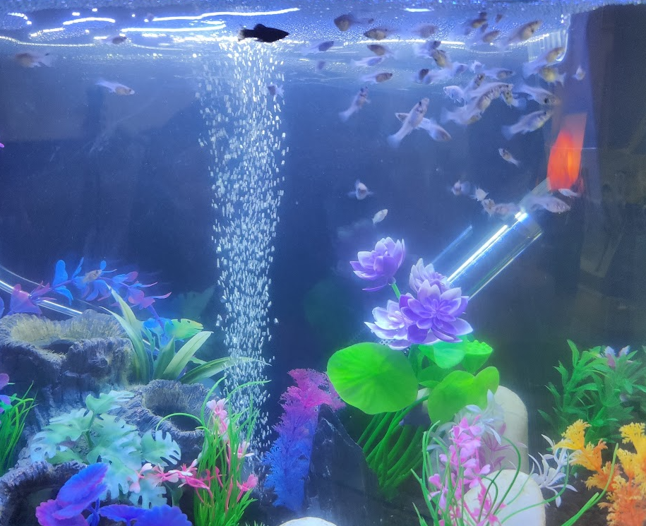 Understanding Fish Reproduction: Causes and Considerations for Unexpected Offspring