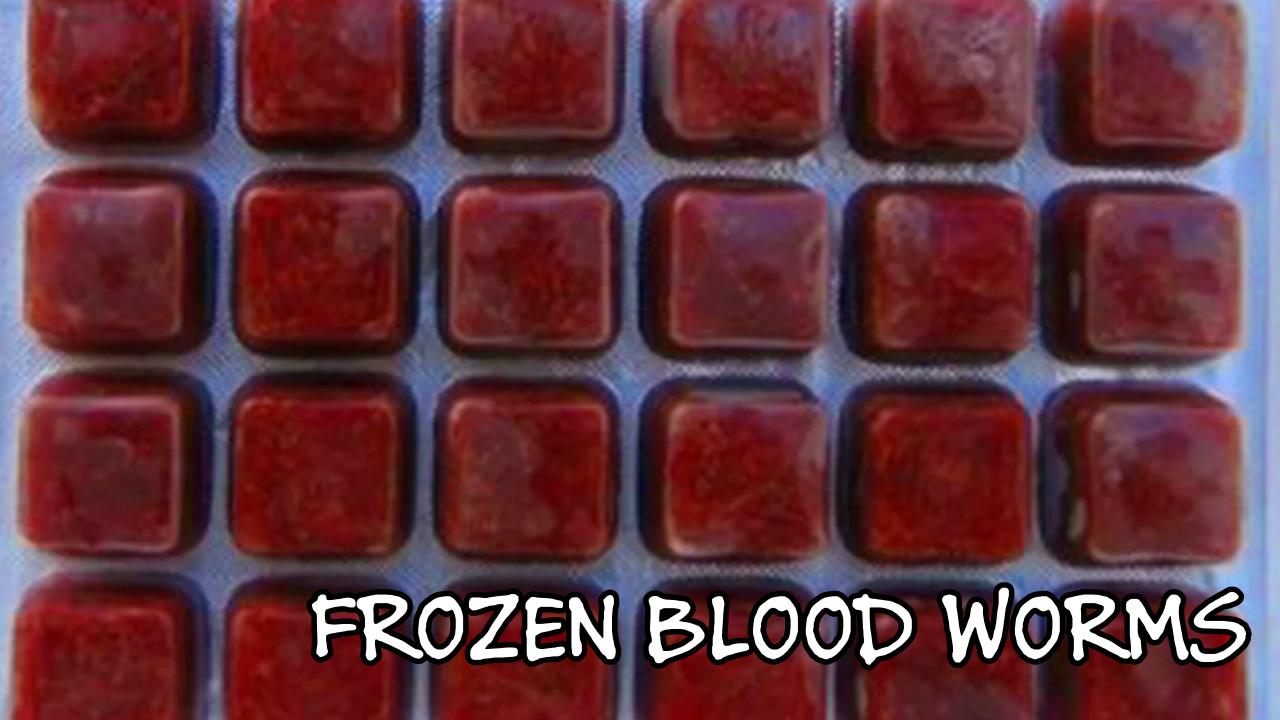 photo of frozen blood worms in small plastic compartments