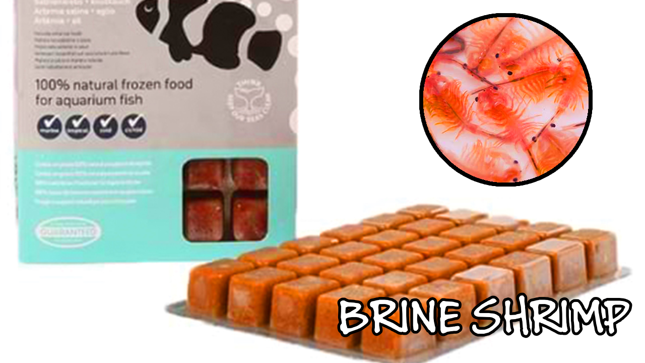 photo of frozen brine shrimp with a zoomed in photo of the shrimp