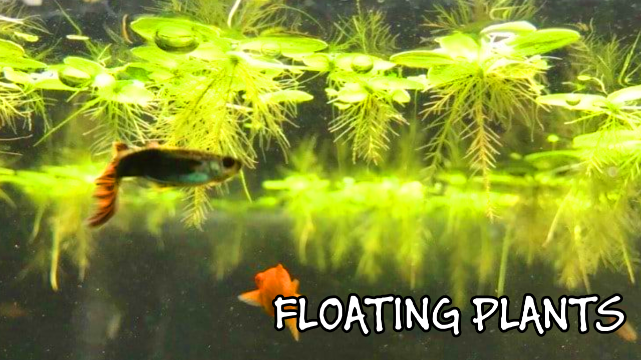 photo of floating plants inside an aquarium