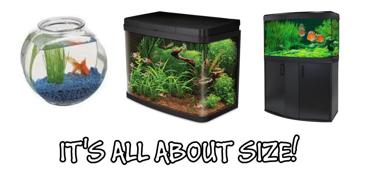 Size comparison between a fish bowl, 54L aquarium and 200L aquarium