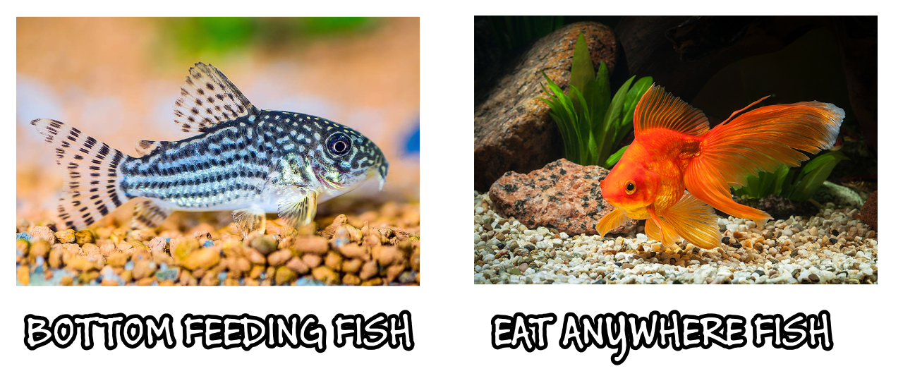 comparison between bottom feeders such as cat fish and goldfish