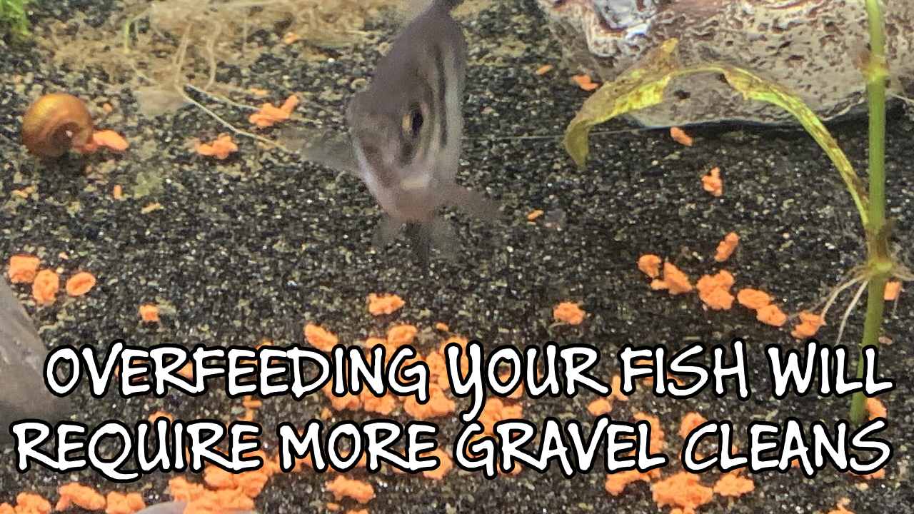 Photo of an angel fish with lots of uneaten fish food on the fish tank gravel