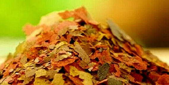 photo of some aquarium tropical fish flakes