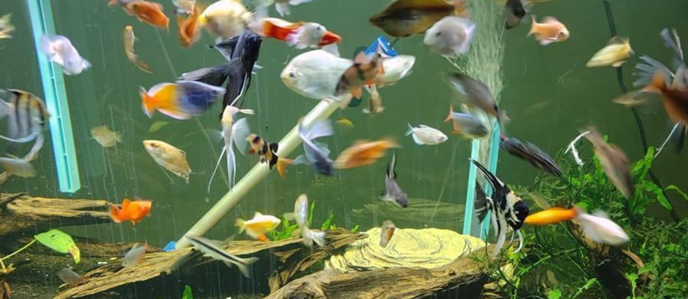 Photo of an overstocked tropical aquarium
