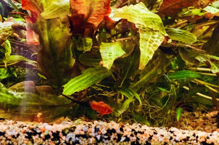 Photo of a dead plant inside an aquarium