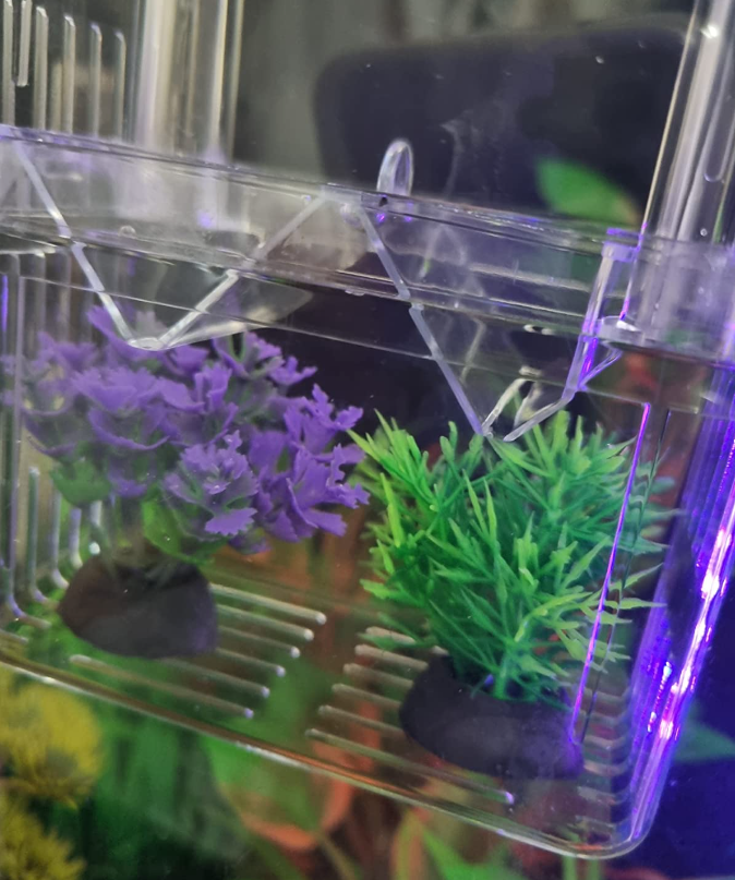 Understanding Fish Reproduction: Causes and Considerations for Unexpected Offspring
