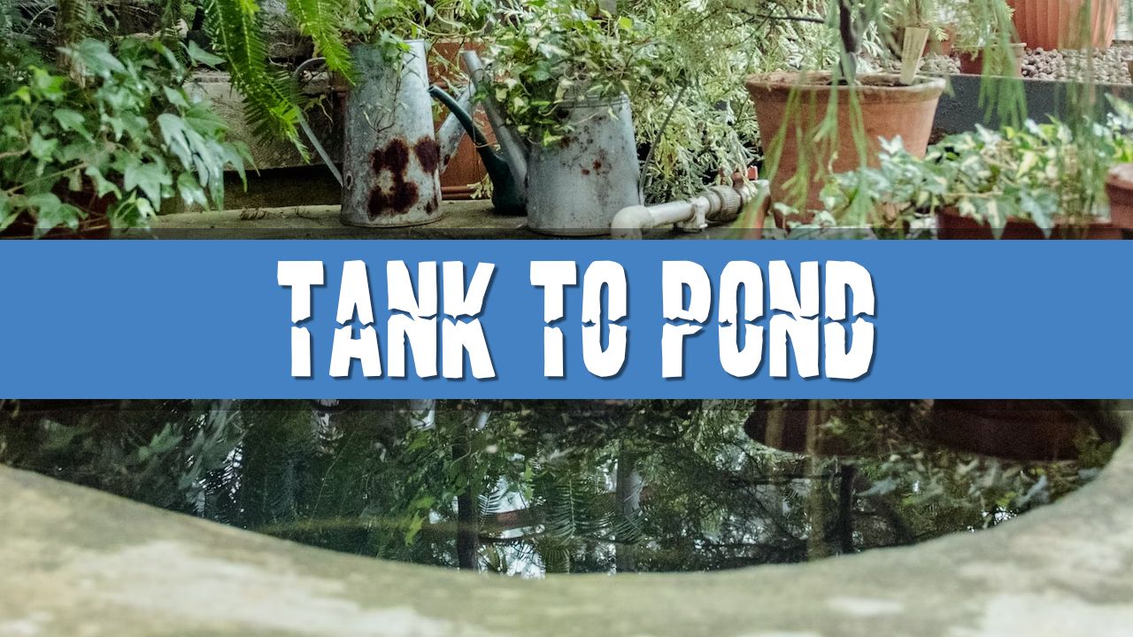 Article photo for Can I move my aquarium fish to my garden pond