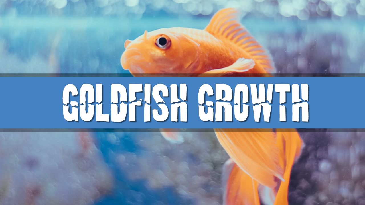 Article photo for How big will my goldfish grow