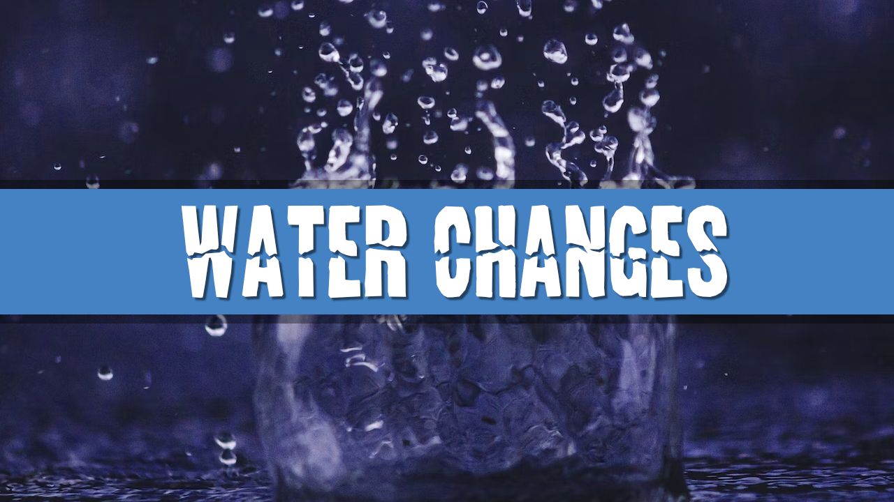 Article photo for How often should I perform a water change in my aquarium