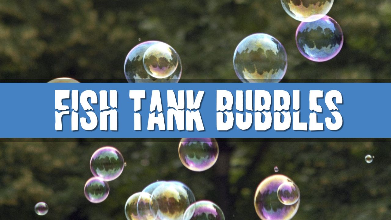 Article photo for Should I add a bubble pump to my fish tank
