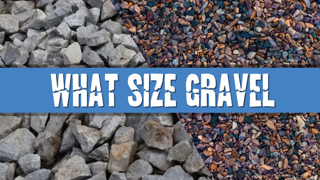 Article photo for Should I choose fine or coarse aquarium gravel