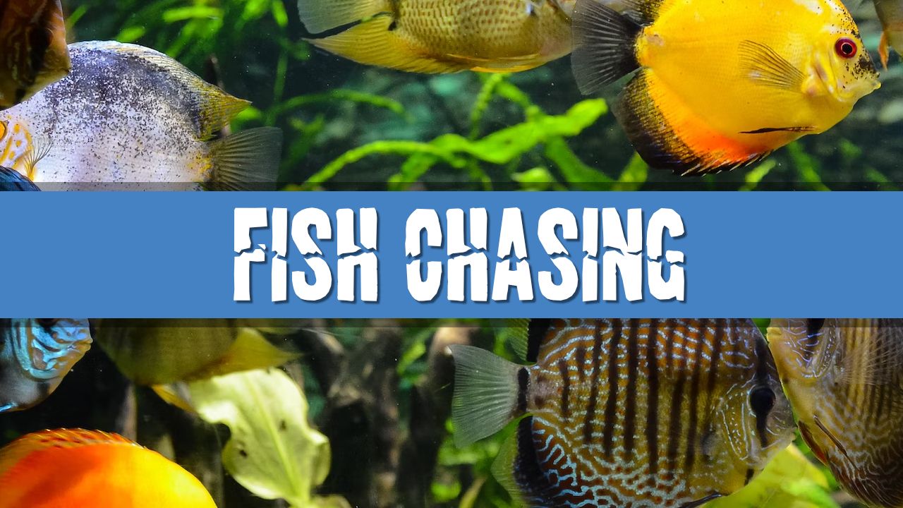 Article photo for Why are my aquarium fish chasing each other