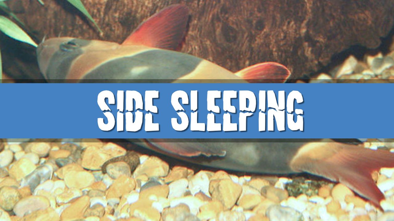 Article photo for Why do Clown Loaches sleep on their sides
