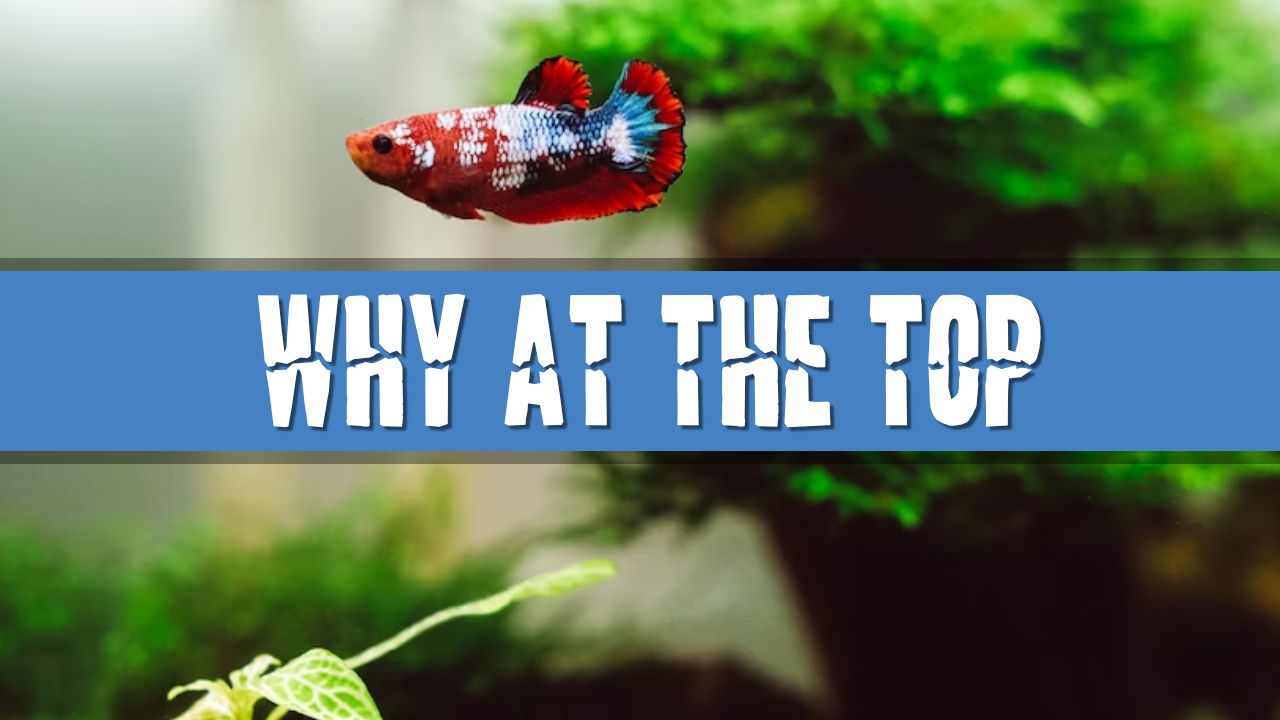 Article photo for Why do my fish keep staying at the top of the tank