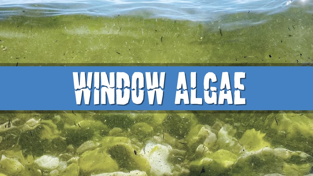 Article photo for Will placing my aquarium near a window make my water green