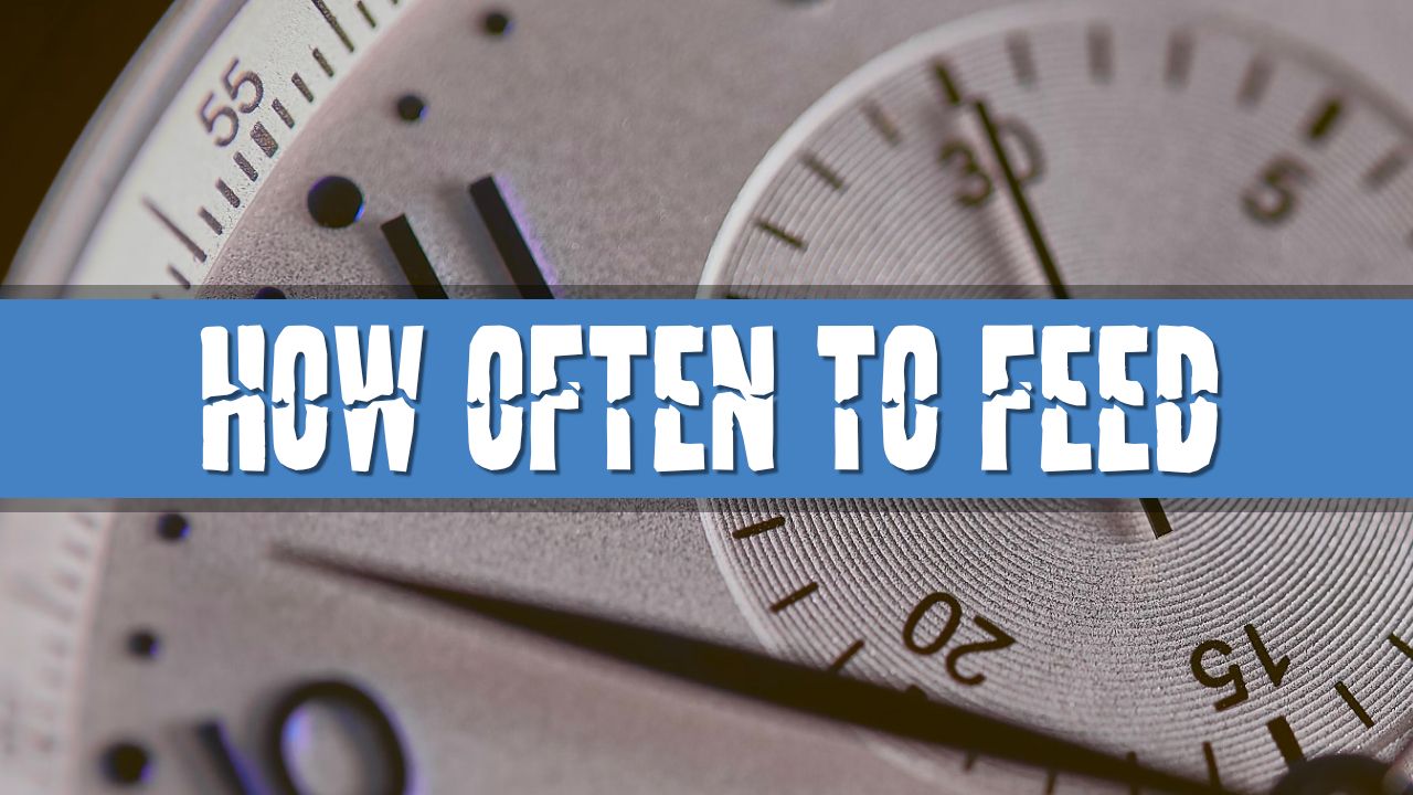 Article photo for How Often Should I Feed My Tropical Fish