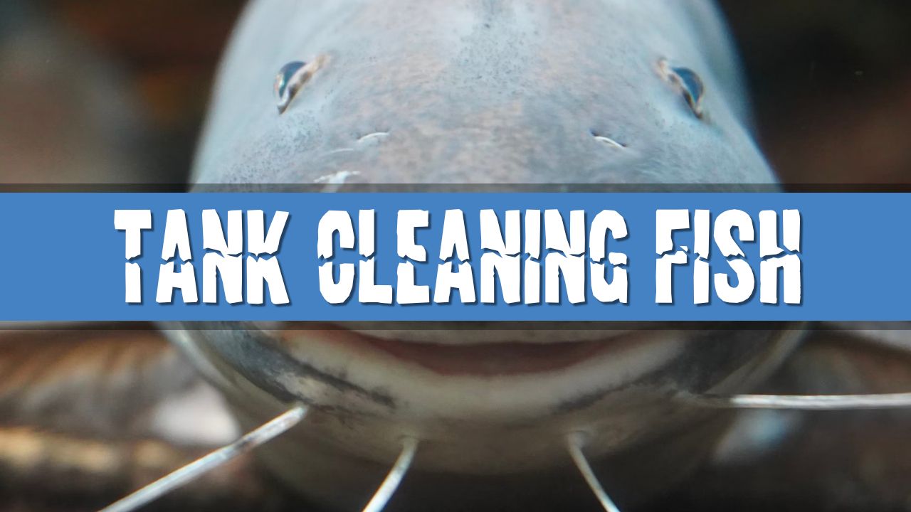 Article photo for What Tropical Fish Clean My Tank Glass