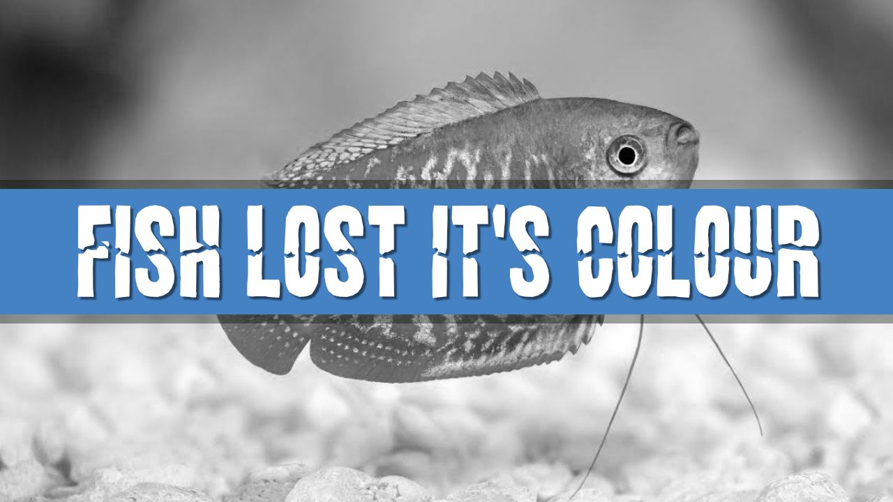 Article photo for Why Has My Aquarium Fish Lost Its Colour