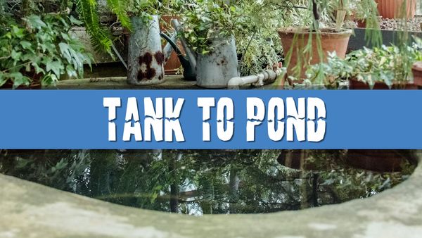 Article photo for Can I move my aquarium fish to my garden pond