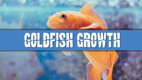 Article photo for How big will my goldfish grow
