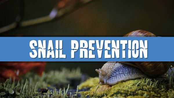 Article photo for How to prevent snails in my aquarium