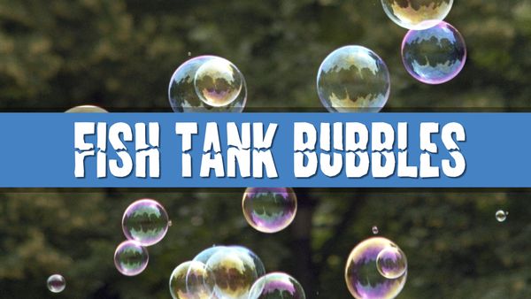 Article photo for Should I add a bubble pump to my fish tank