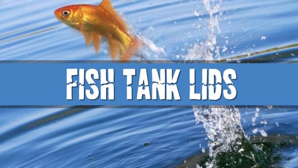 Article photo for Should I get a fish tank with a lid