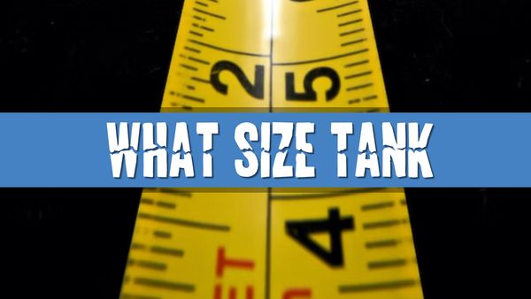Article photo for What size fish tank do I need