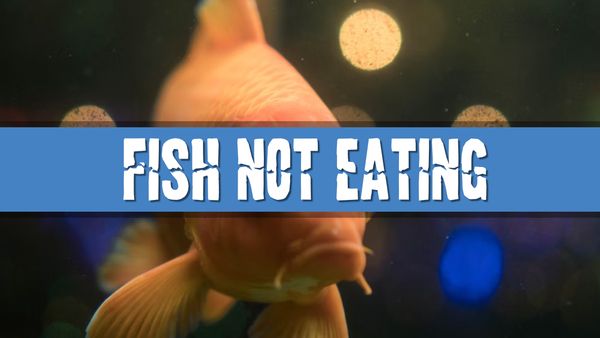 Article photo for Why are my tank fish not eating