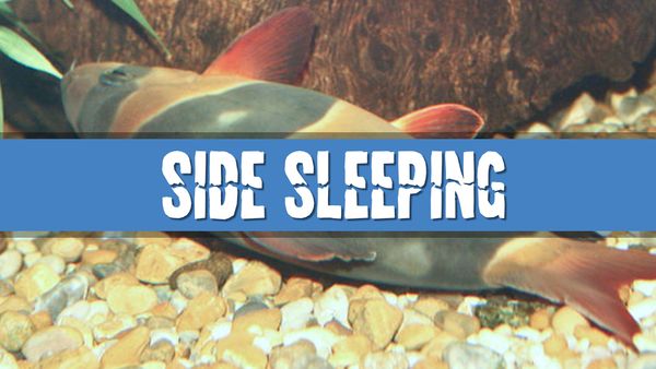 Article photo for Why do Clown Loaches sleep on their sides