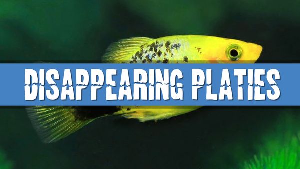 Article Photo for Why do my Platies keep disappearing