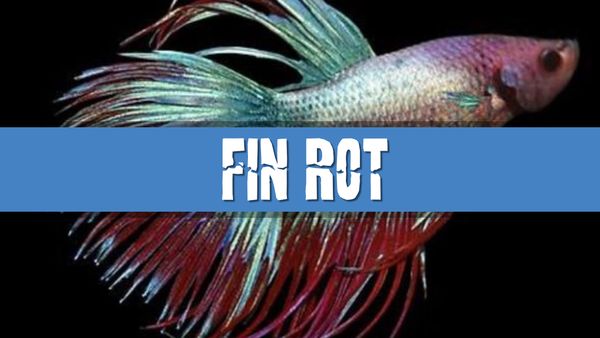 Article photo for Why does my aquarium fish have damaged fins