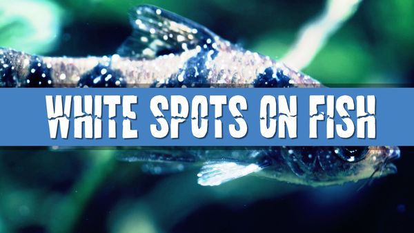 Article photo for Why does my fish have white spots