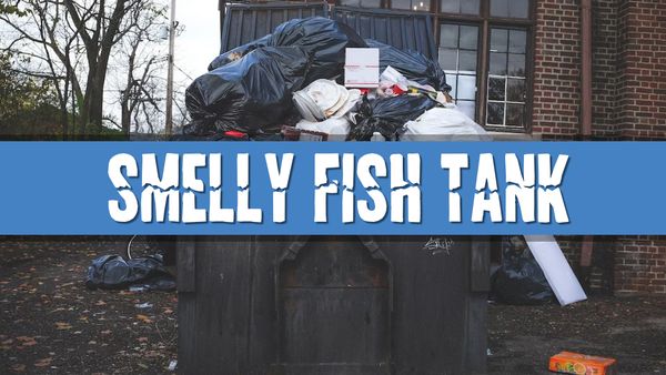 Article photo for Why does my fish tank smell