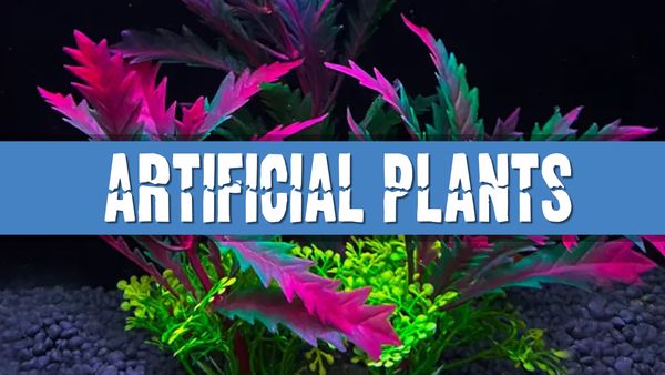 Article photo for Will artificial plants harm my fish