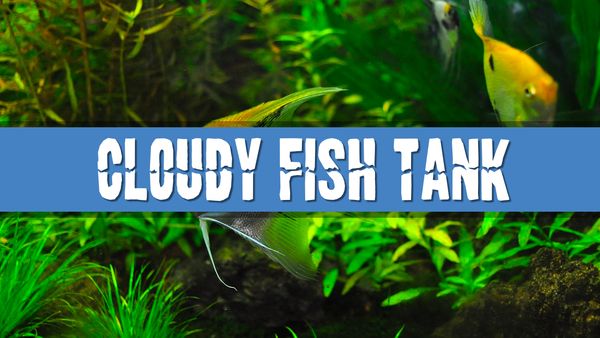 Article photo for Why is my fish tank cloudy?