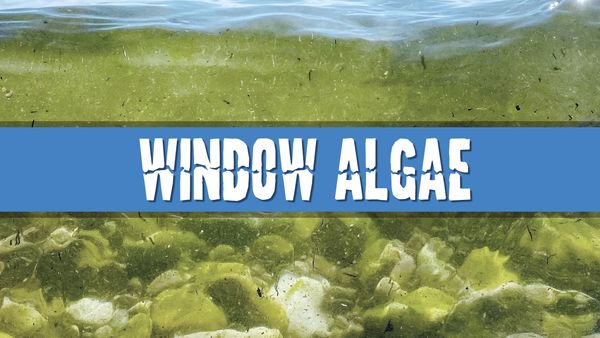 Article photo for Will placing my aquarium near a window make my water green