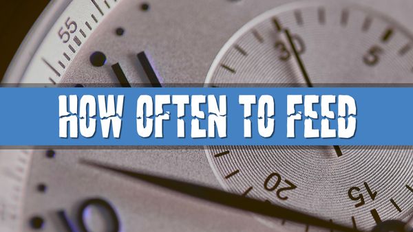 Article photo for How Often Should I Feed My Tropical Fish